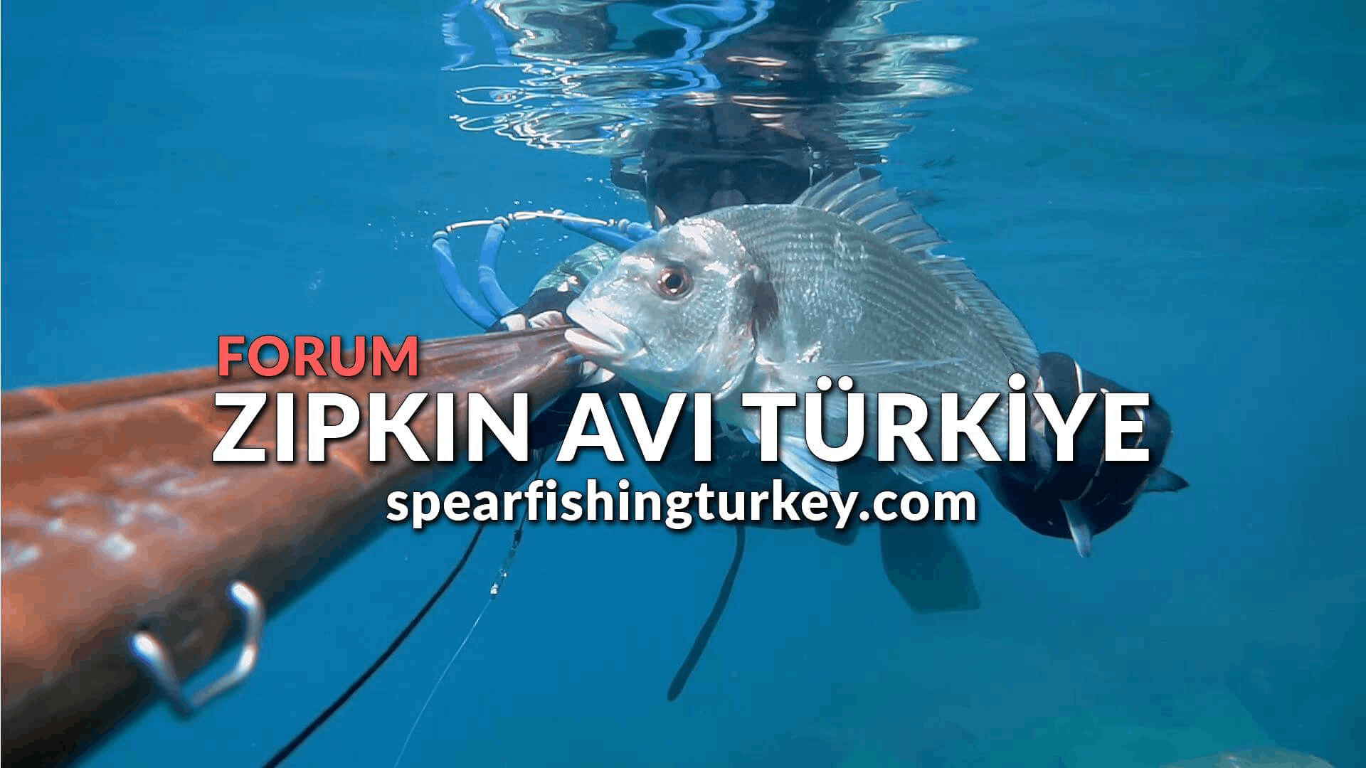 Zıpkın Avı Türkiye Forum