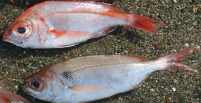 Manda Göz Balığı | Kızıl Denizden Geldi Mersinde Yakalandı