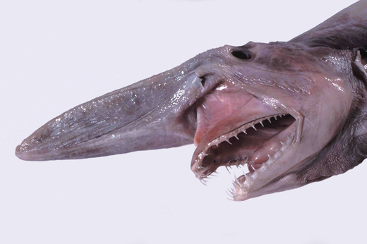 goblin köpek balığı