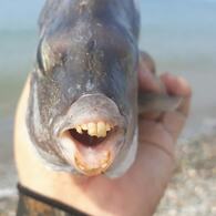 koca dişli balık