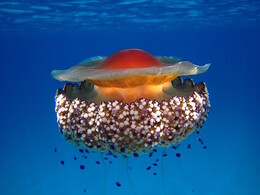 jellyfish 1024x768