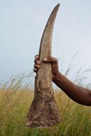 rhino bust south africa BRENT STIRTON e1414138435974